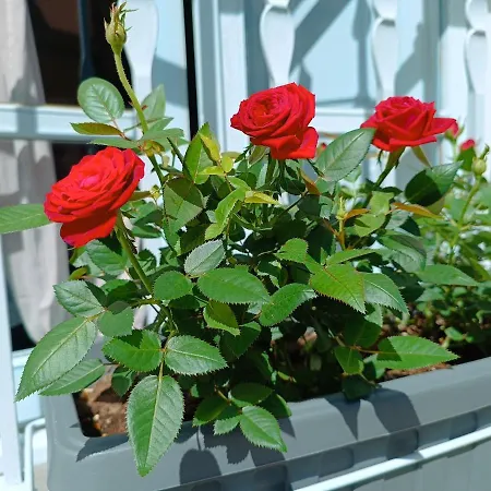 Bianca - Marlu House -