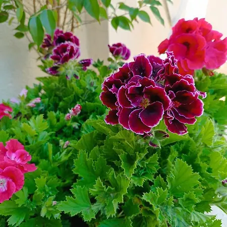 Σπίτι διακοπών Bianca - Marlu House - *