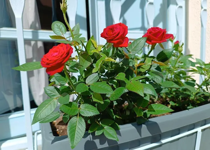 Bianca - Marlu House -